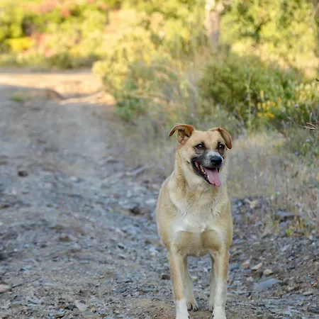 Quinta Do Vale Courtyard Sunrise Lägenhet