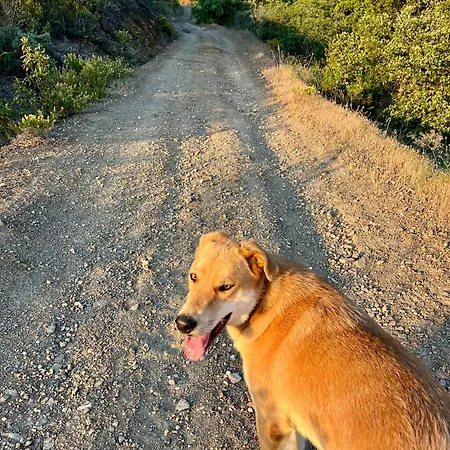 Quinta Do Vale Courtyard Sunrise Lägenhet São Bartolomeu de Messines